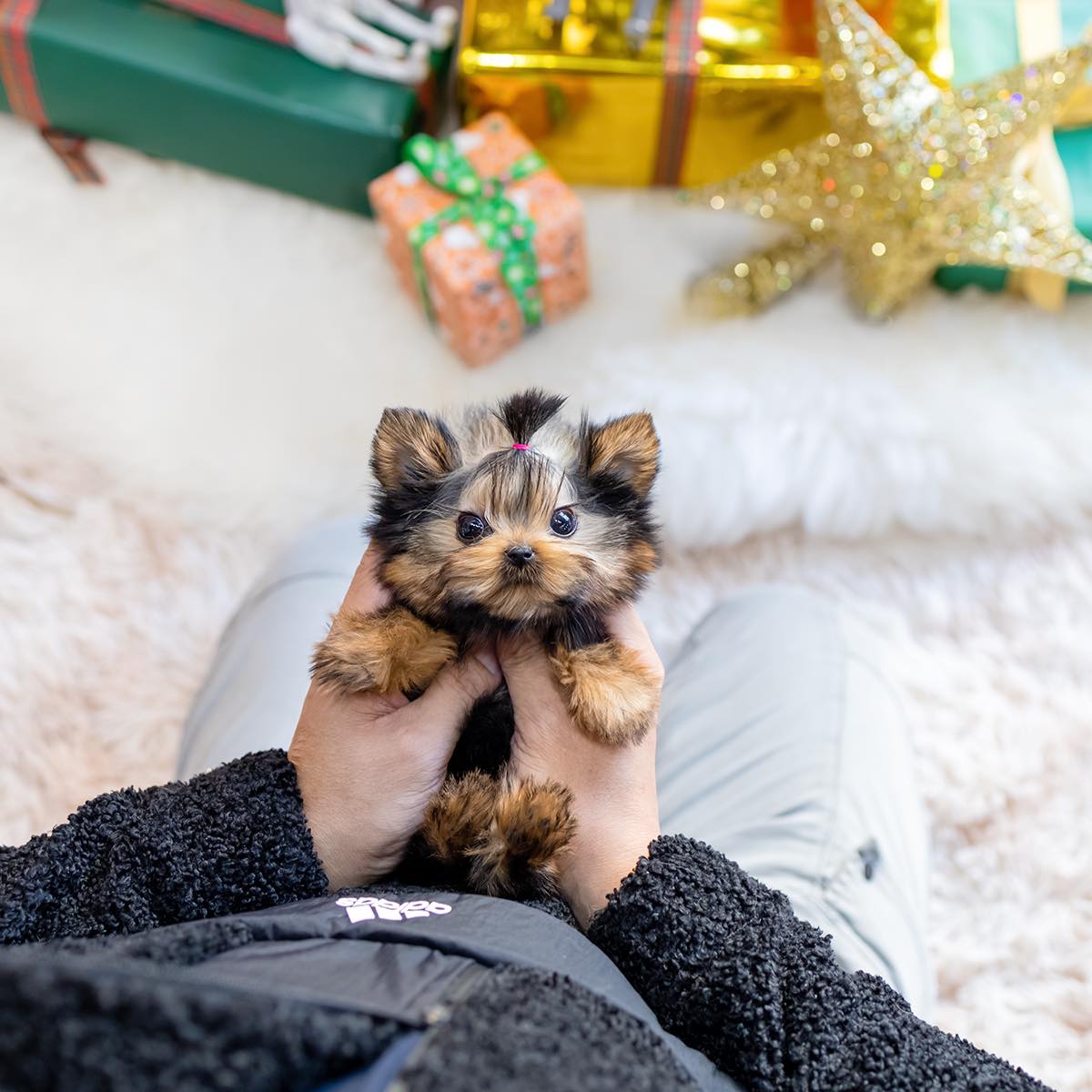 Jenny - Yorkshire Terrier Puppy
